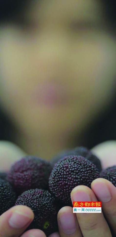 杨梅里虫太多!放盐水中三颗泡出十几条虫