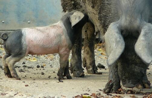 现在养殖场、农村养什么品种母猪比较好?母猪