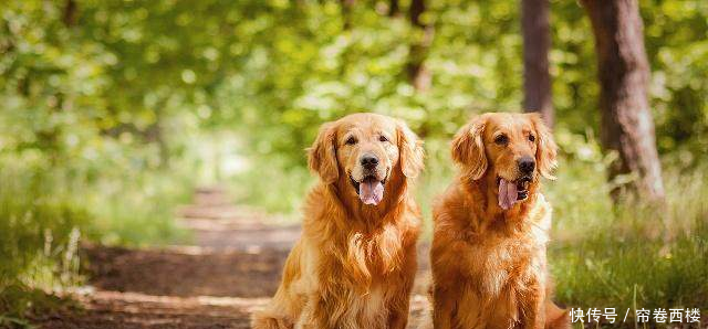 泰迪聪明到什么程度泰迪排名智商排名第几狗狗
