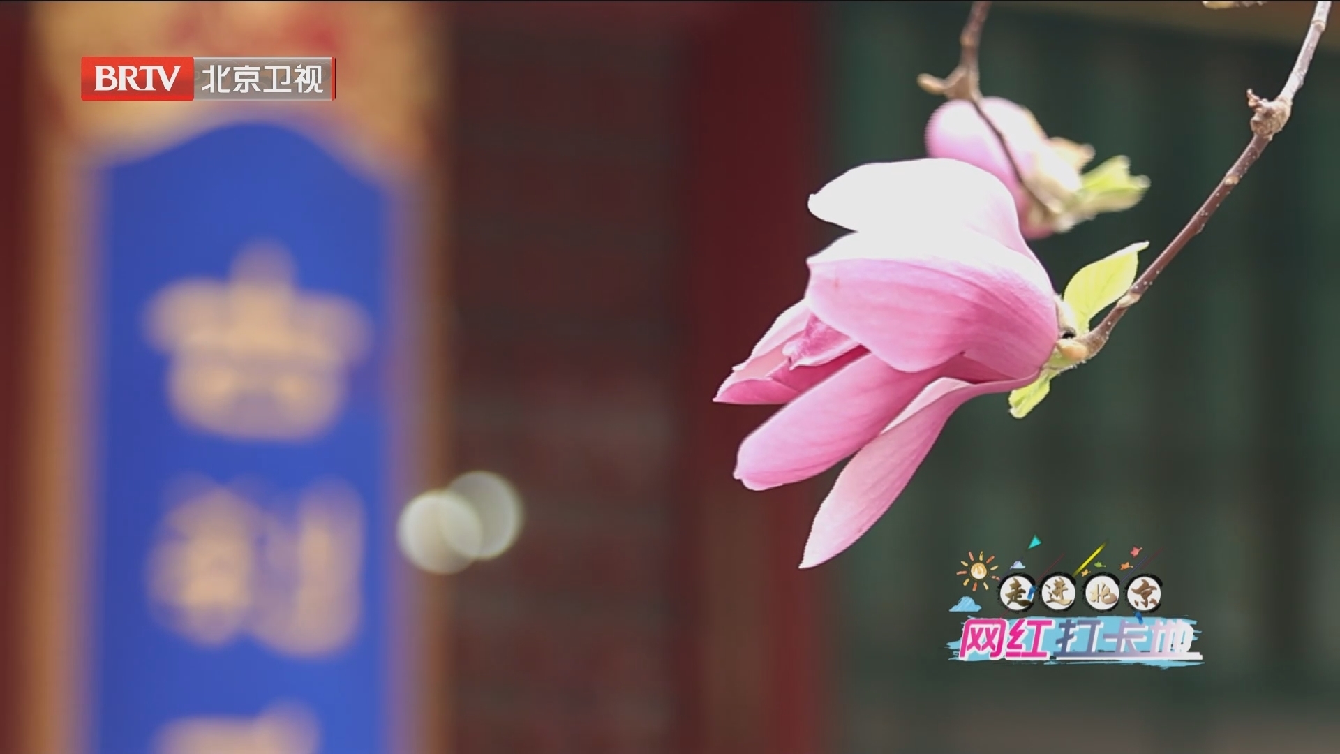 走进北京网红打卡地丨花开京津冀——“柘里”春花不一般