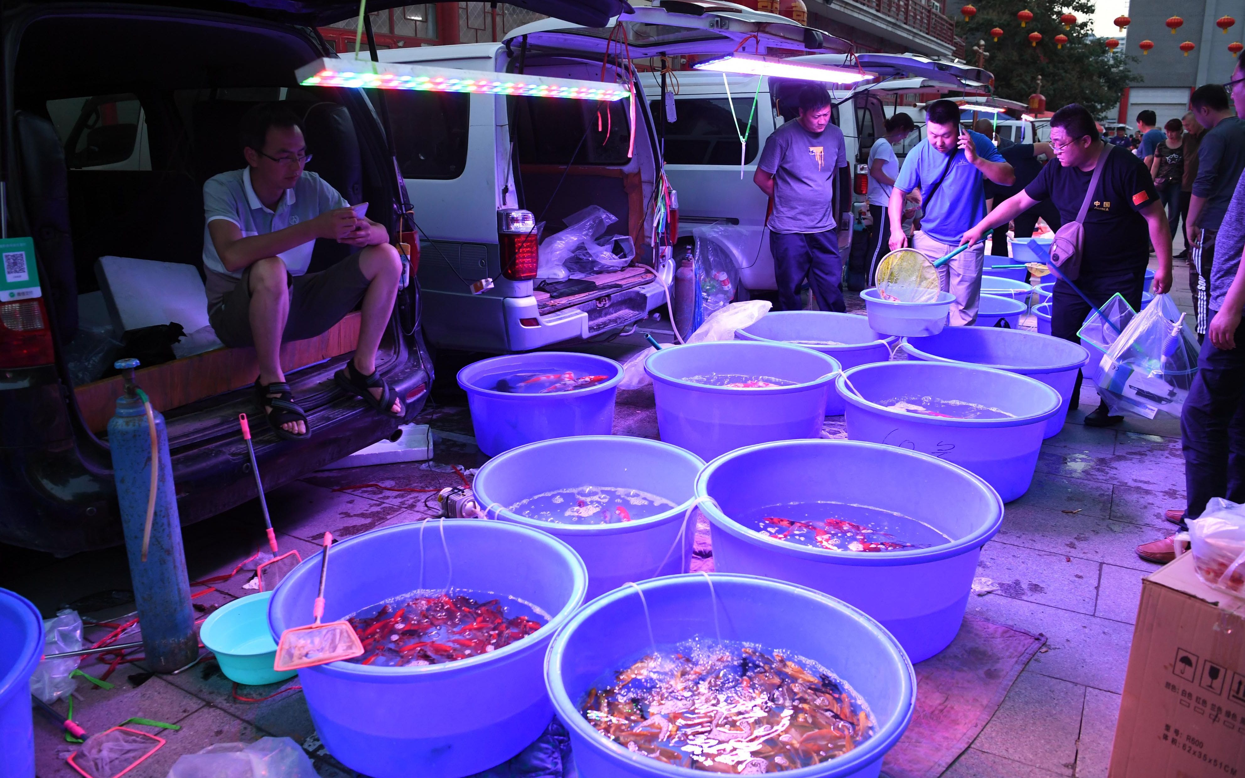 现场 丨 探访高碑店鱼市 从下午开始卖到深夜