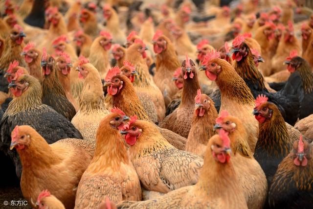 2018年农村养鸡补贴政策:养多少只鸡国家有补