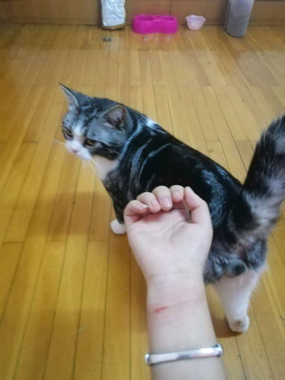 保险理赔流程 小孩被猫抓保险报销