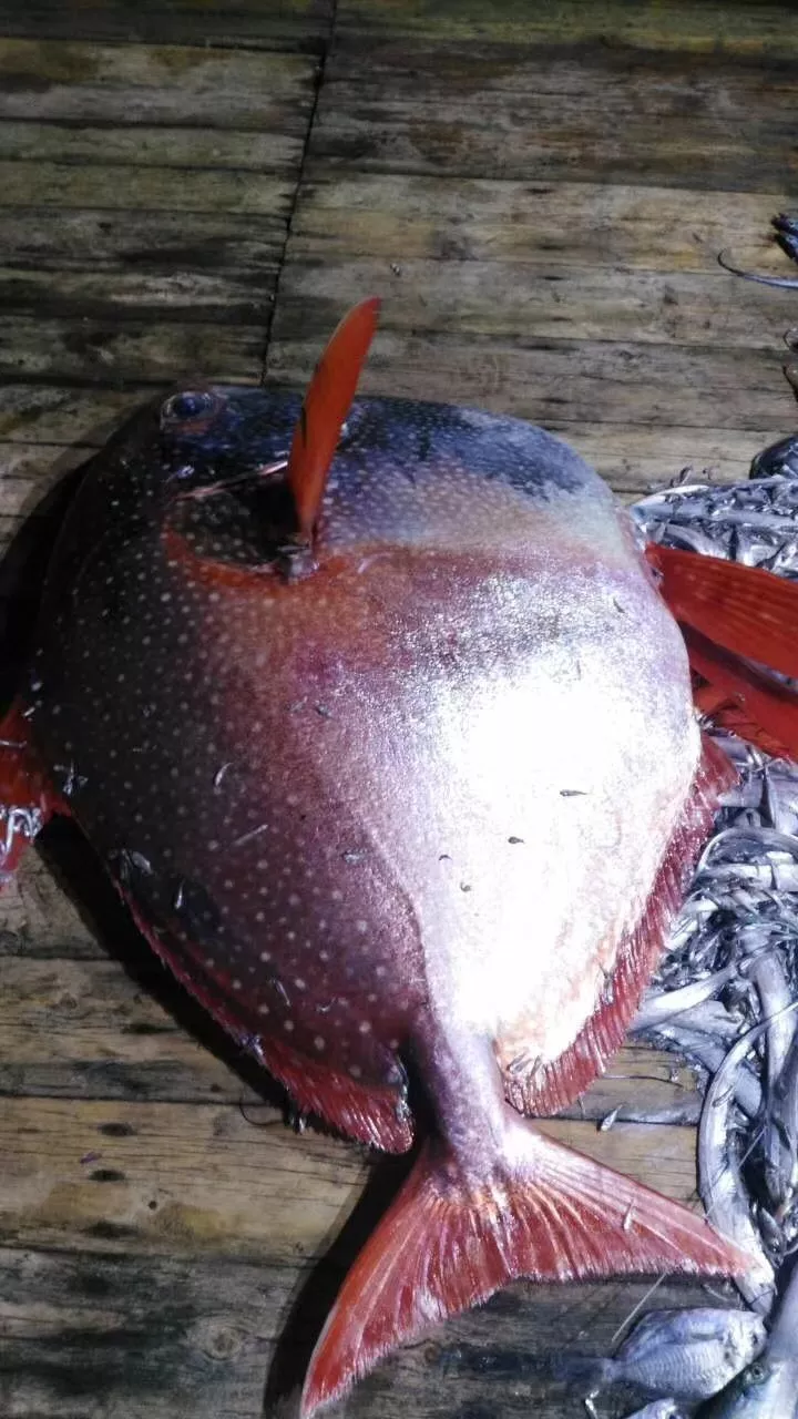 渔民捕获200斤"怪物鱼" 公司老总高价买走:捡到宝!