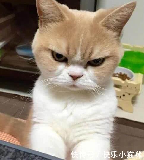 铲屎官买猫咪回家,一副苦瓜脸,没有笑过,得知真相后,主人乐了