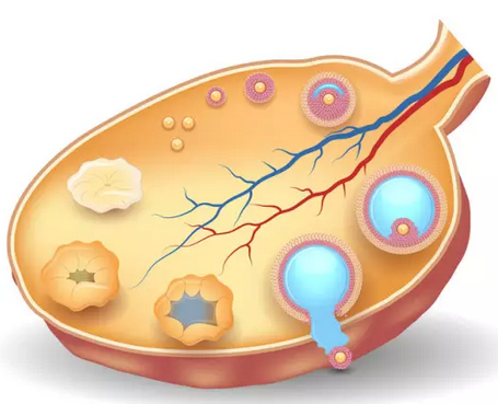 卵泡发育不好怎么办?试管婴儿能助孕成功吗?