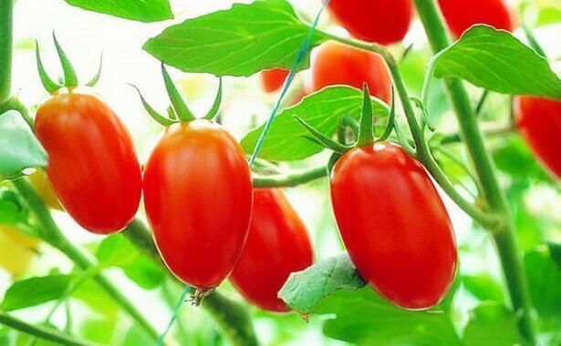 圣女果是转基因食品吗?孕妇吃圣女果对胎儿好