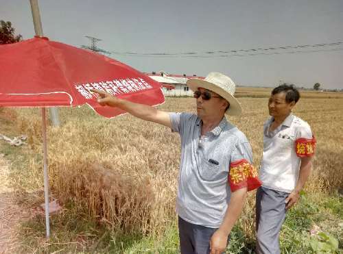 南和小麦喜丰收 农场职工抢收忙