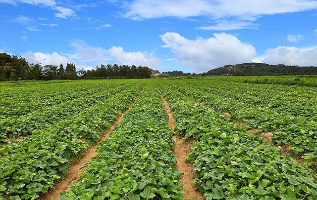 广西十大水果特产区,名誉全国,有你家乡的水果