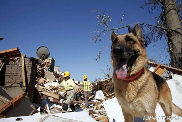 15岁奥运搜爆犬去世了,传奇的一生,值得人类敬