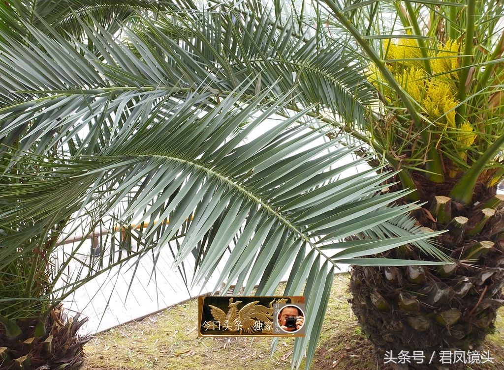 湖北宜昌:景观树长得像菠萝!名叫椰枣树,只开花