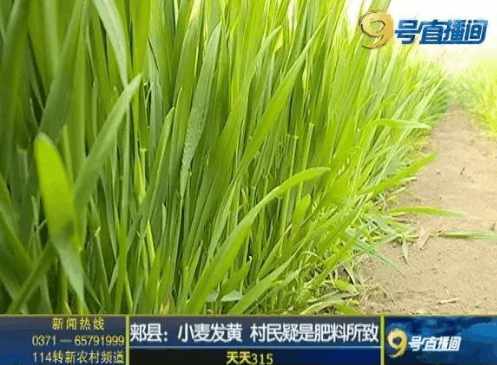小麦发黄根细小 农民怀疑用上了假肥料 小麦发黄根细小 农民怀疑用上了假肥料
