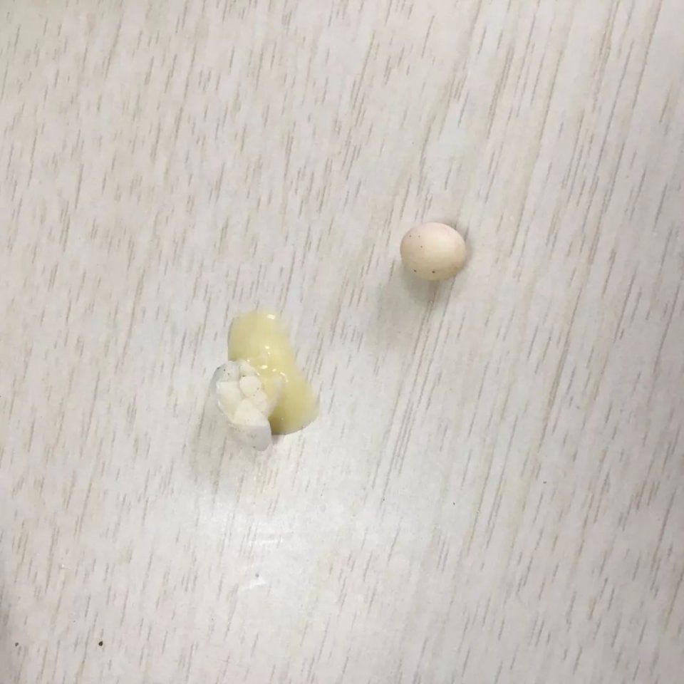 东北女子吃火龙果吃出蛇!还有人吃出壁虎蛋…