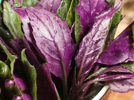 盘秋葵让夫妻进医院急诊室!看清楚这些毒蔬