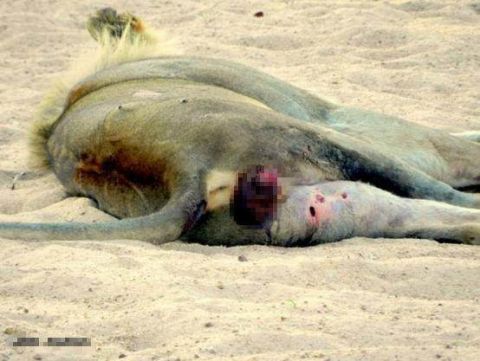 狮子是丛林王者,除人类之外,基本上无天敌.