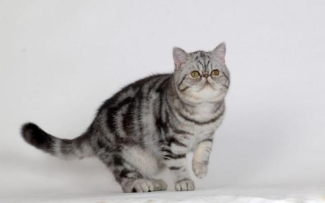 盘点最受欢迎的宠物猫品种,十大最受欢迎的猫