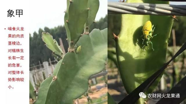 火龙果全生育期病虫害防治大全