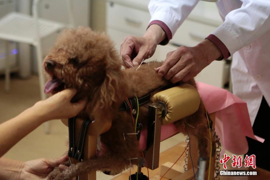 "汪星人"接受针灸治疗 表情亮了