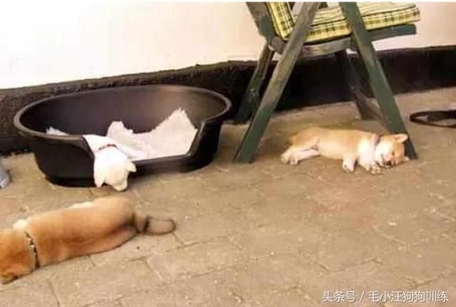 这三只柴犬睡午觉的姿势一个比一个怪异…铲屎