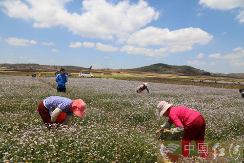 金馬鎮燈盞花育種基地農戶正忙著採種