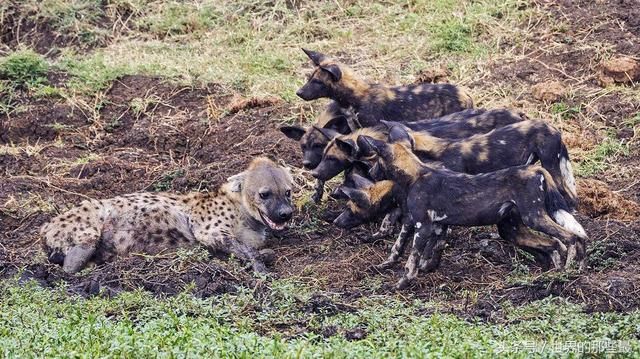 横行非洲大草原的鬣狗,除了狮子之外,它还有天