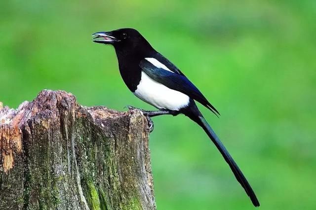 九月结缘财神,鸿运当头,买彩票中奖,4生肖菩萨