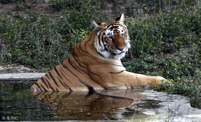 虎落平阳和鸡犬升天,生肖虎你是哪一个?