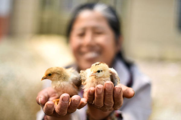 送鸡苗 增收入 助脱贫