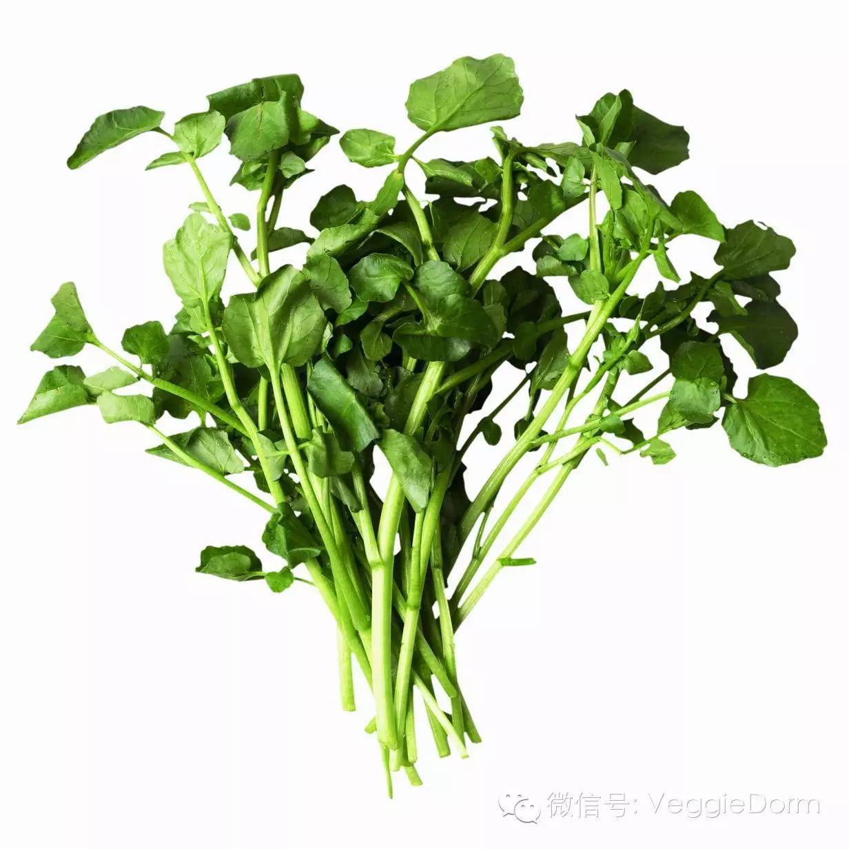 西洋菜竟然是蔬菜之最