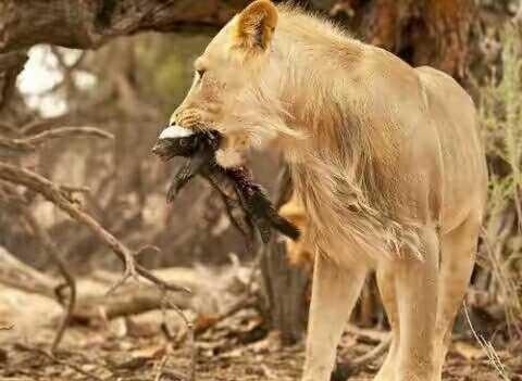 这个动物没有天敌,狮子都不愿意去惹他