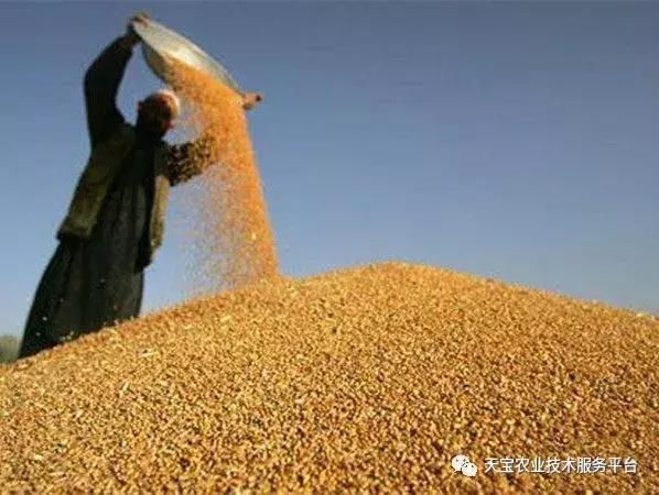 最新2018年国家粮食收储政策有4大变化!