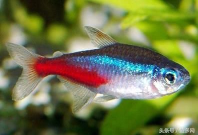 养红绿灯鱼最好放什么水草?这几种就非常不错