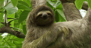 t018c4bfdc97b2ff75f.gif?size=380x204