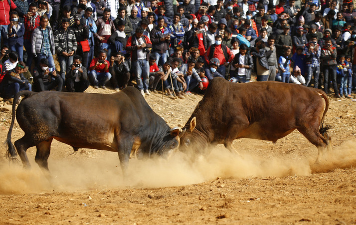 尼泊尔努瓦科特斗牛节精彩上演 众多民众围观场面激烈
