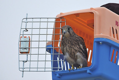 53只被救护野生鸟儿重归自然 53只被救护野生鸟儿重归自然