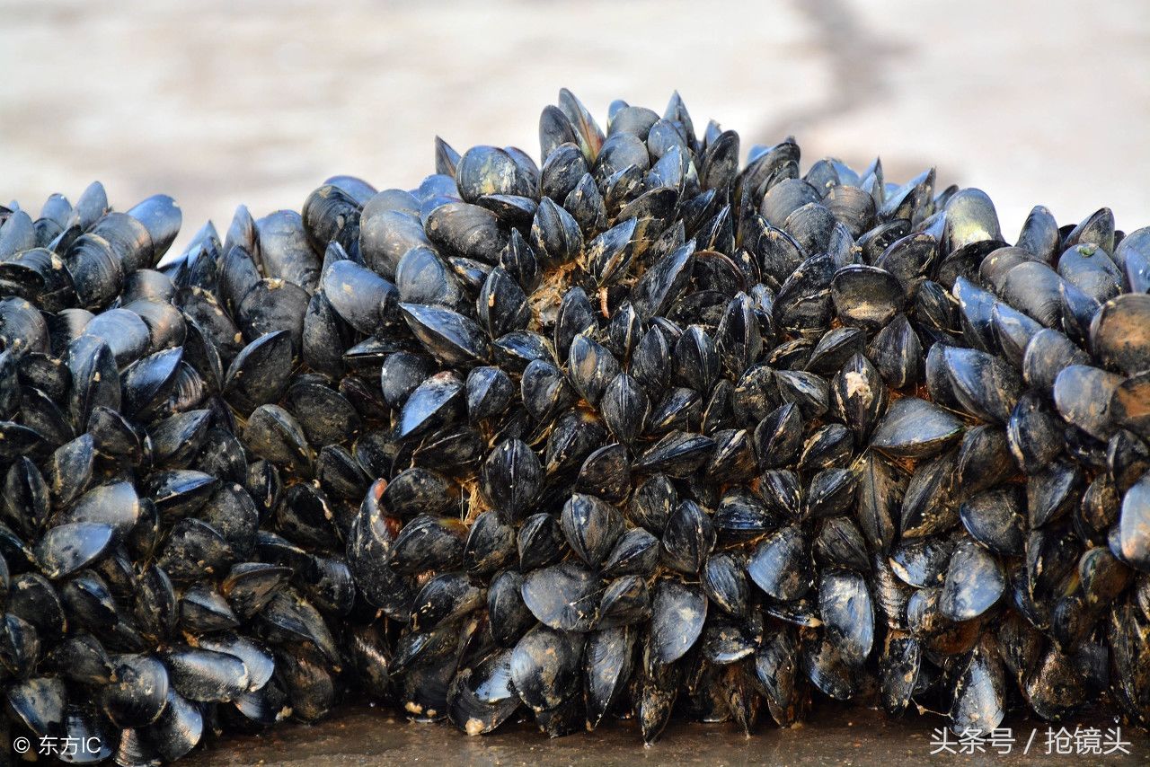 靠海吃海,0.9元就能买一斤海鲜,胶东人吃海鲜论盆上,真过瘾