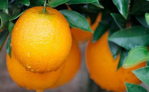橙子大量上市,每天1个,可消百病!