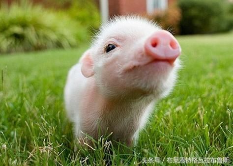 2018年属猪的人运势运程分析,顺风顺水