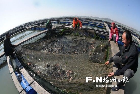 福州市政协委员为乡村振兴战略建言献策:农业