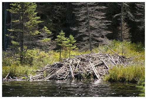阿根廷请一波动物来帮当地人御寒,结果它们成