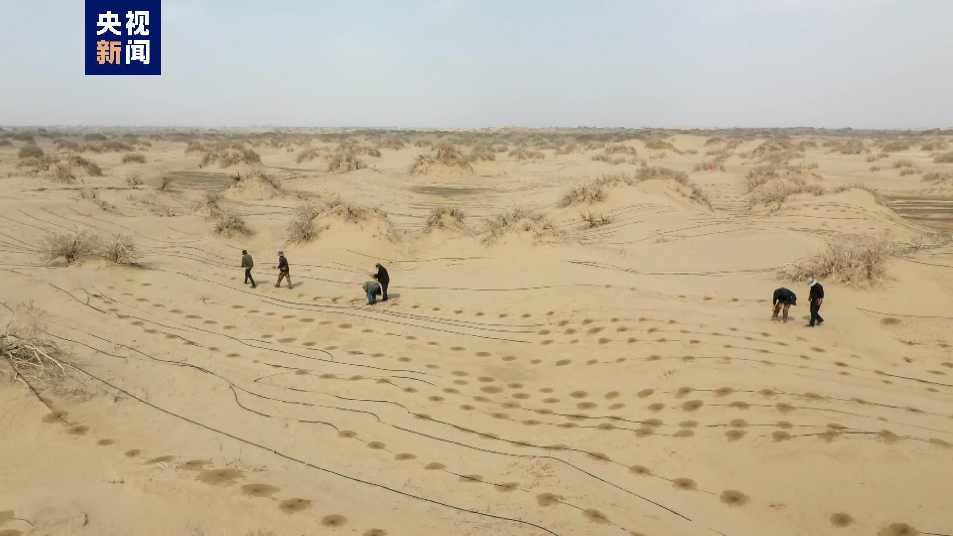 无人机“飞播”！在浩瀚塔克拉玛干沙漠种下罗布麻