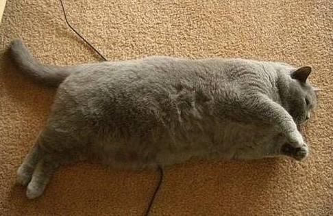 买了一只小蓝猫送给妈妈养,一年后回家一看,瞬