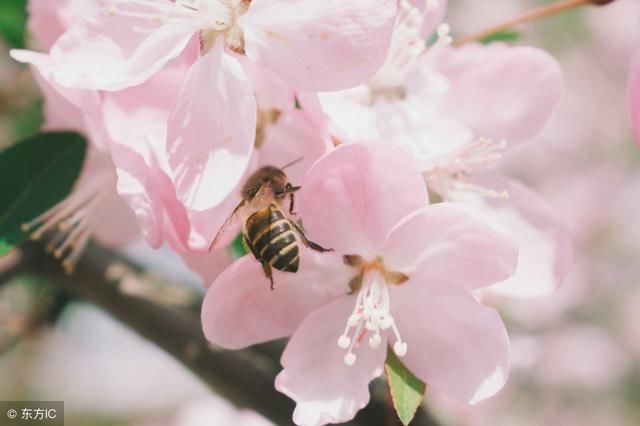 【日文翻译】日本千叶县锯南町的1万4000棵樱