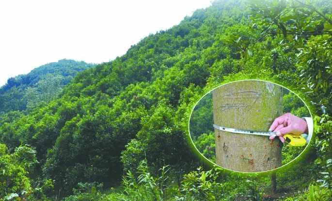 山间老汉种植树木, 树皮比树干都贵, 中医上门收购 山间老汉种植树木, 树皮比树干都贵, 中医上门收购