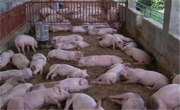 散养户们,来领补贴了!8项养猪补贴,散户也有福