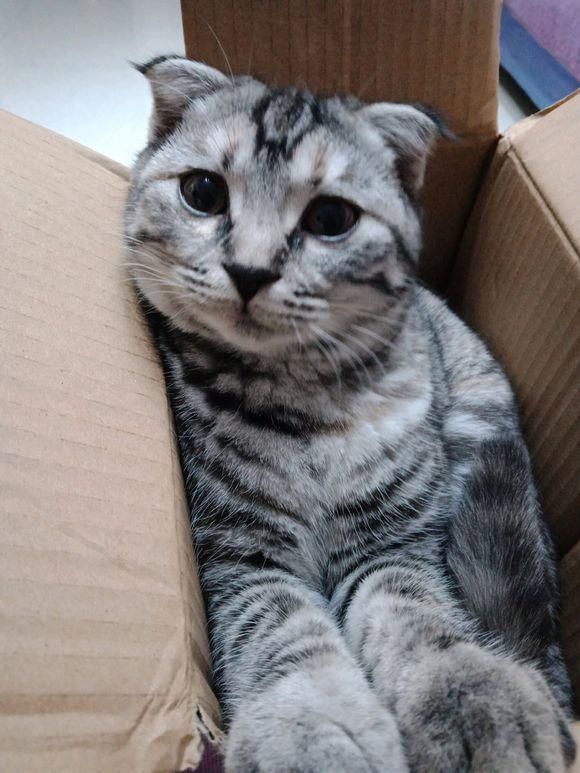 主人哭诉养了一只不黏人的猫咪,过度兴奋还会