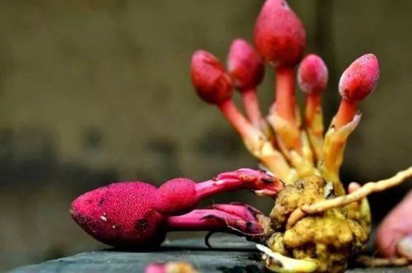 这四种中药的名字很奇怪,却有奇特的药效!