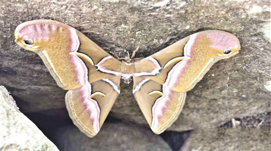 专家称,这叫樗蚕蛾,翅长可达13厘米(村民供图)