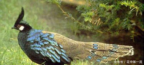 古代有一种动物,皇帝听到它的名字就害怕,现在