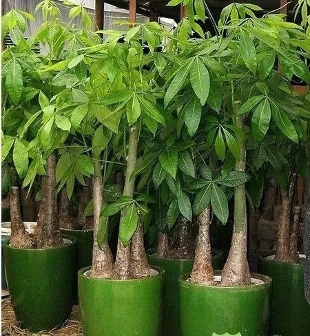 新春寓意美好的大型室内盆栽,春节在家里摆上